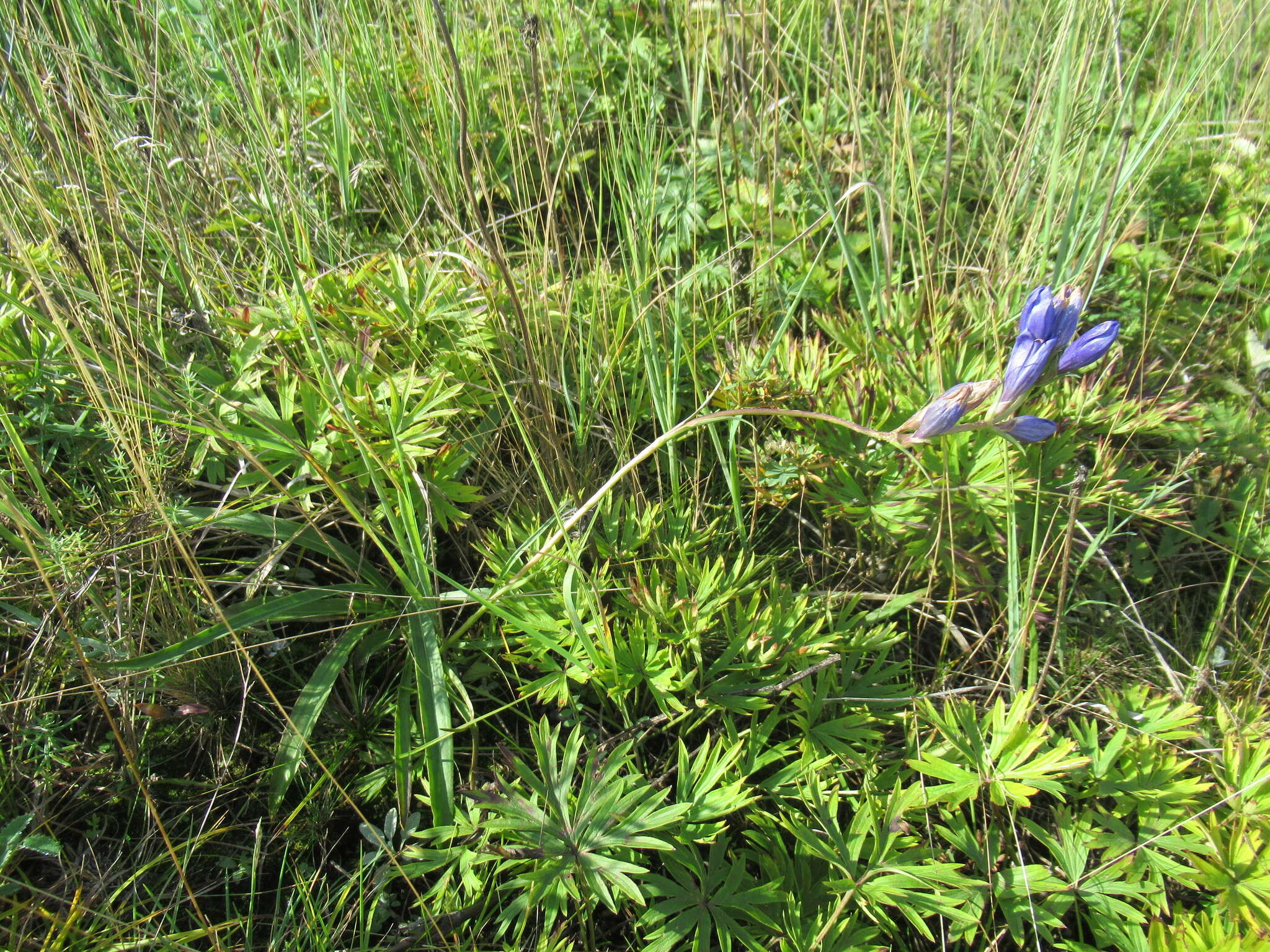 صورة Gentiana decumbens L. fil.