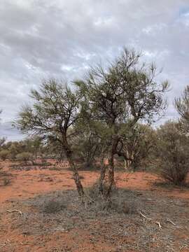 Image of Bootlace oak