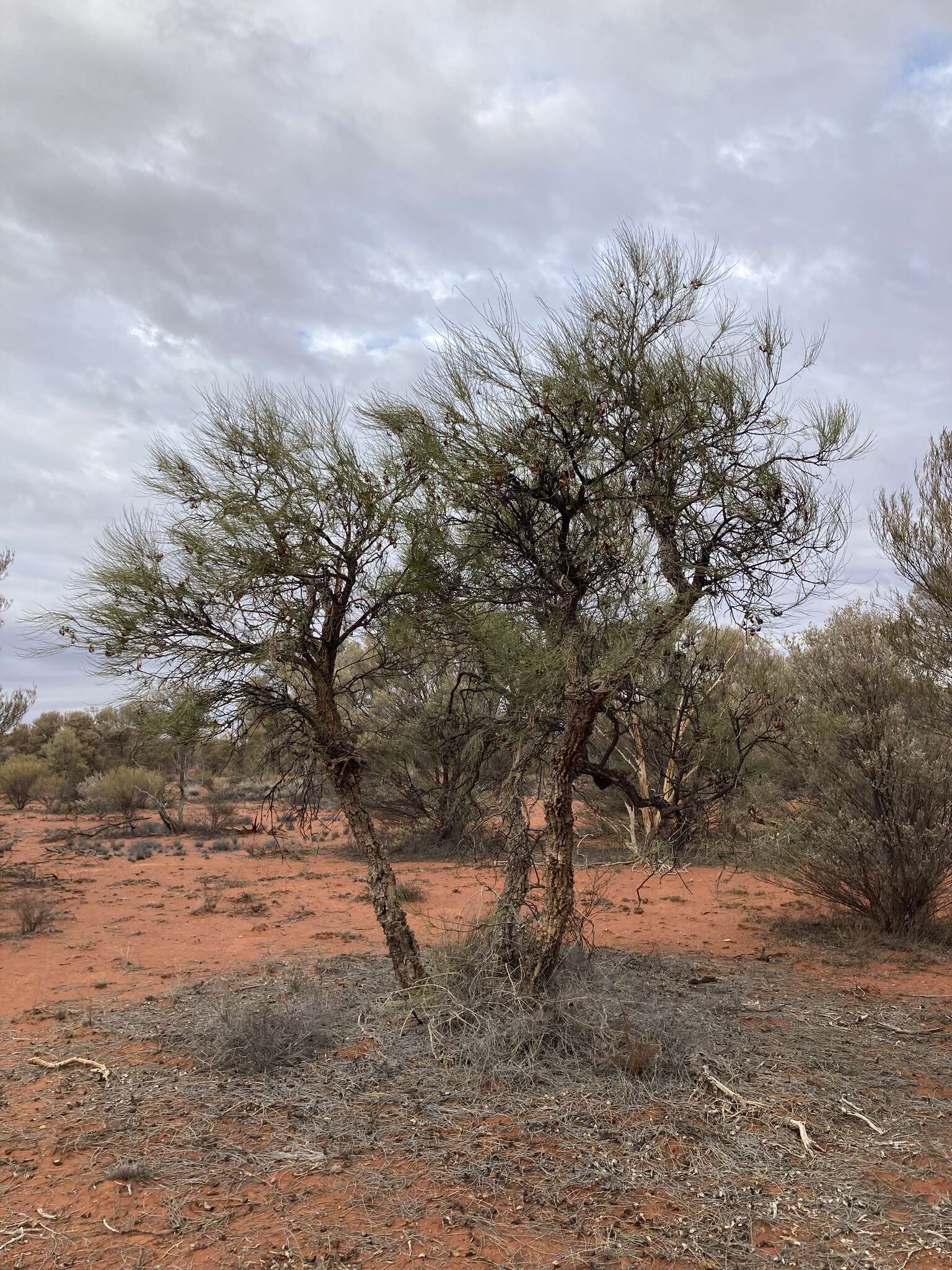 Image de Hakea lorea (R. Br.) R. Br.