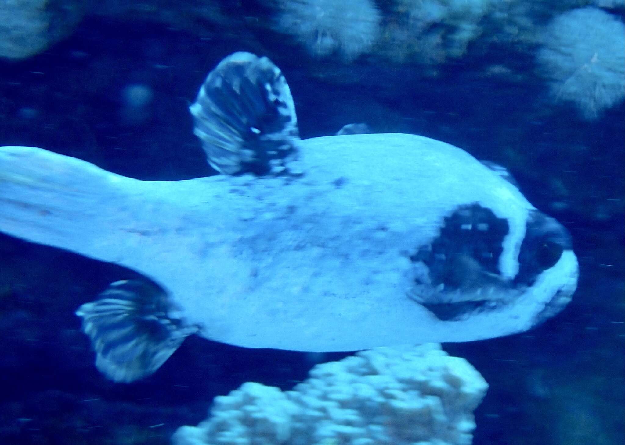 Image of Masked Puffer