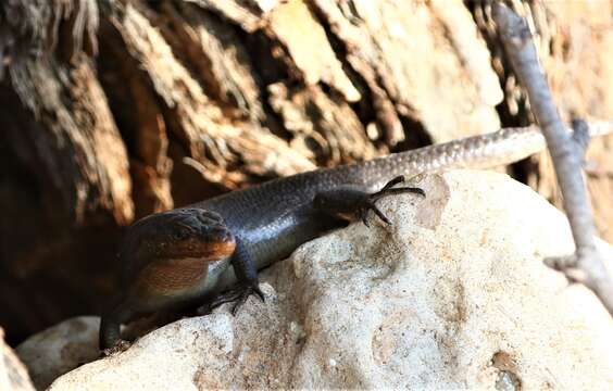 Image de Trachylepis sparsa (Mertens 1954)