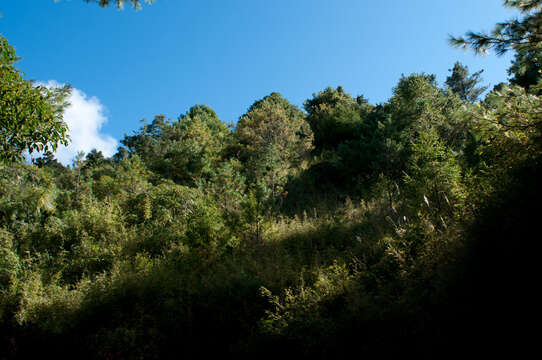 Image of Pinus armandii var. mastersiana (Hayata) Hayata