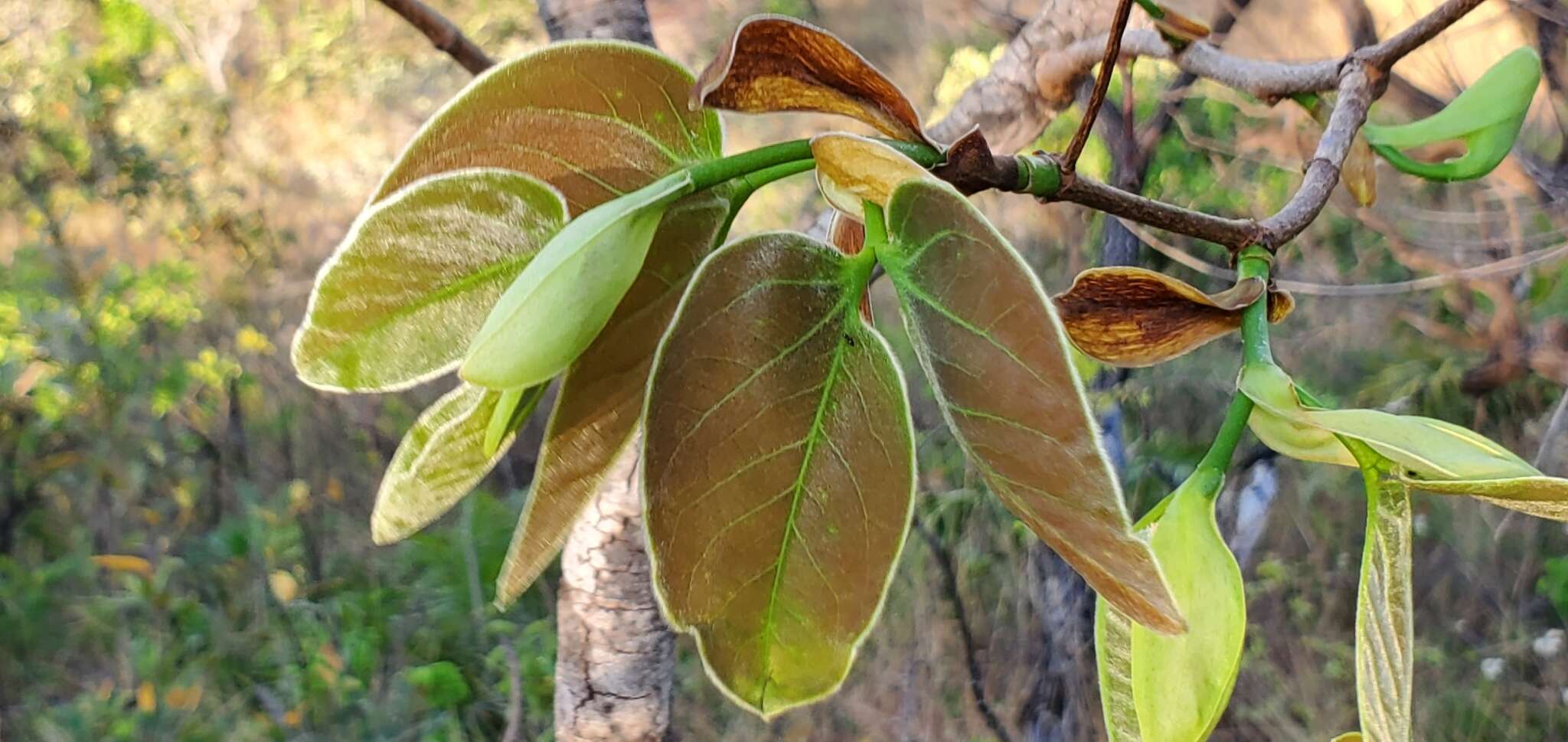 Image de Hymenaea stigonocarpa Hayne