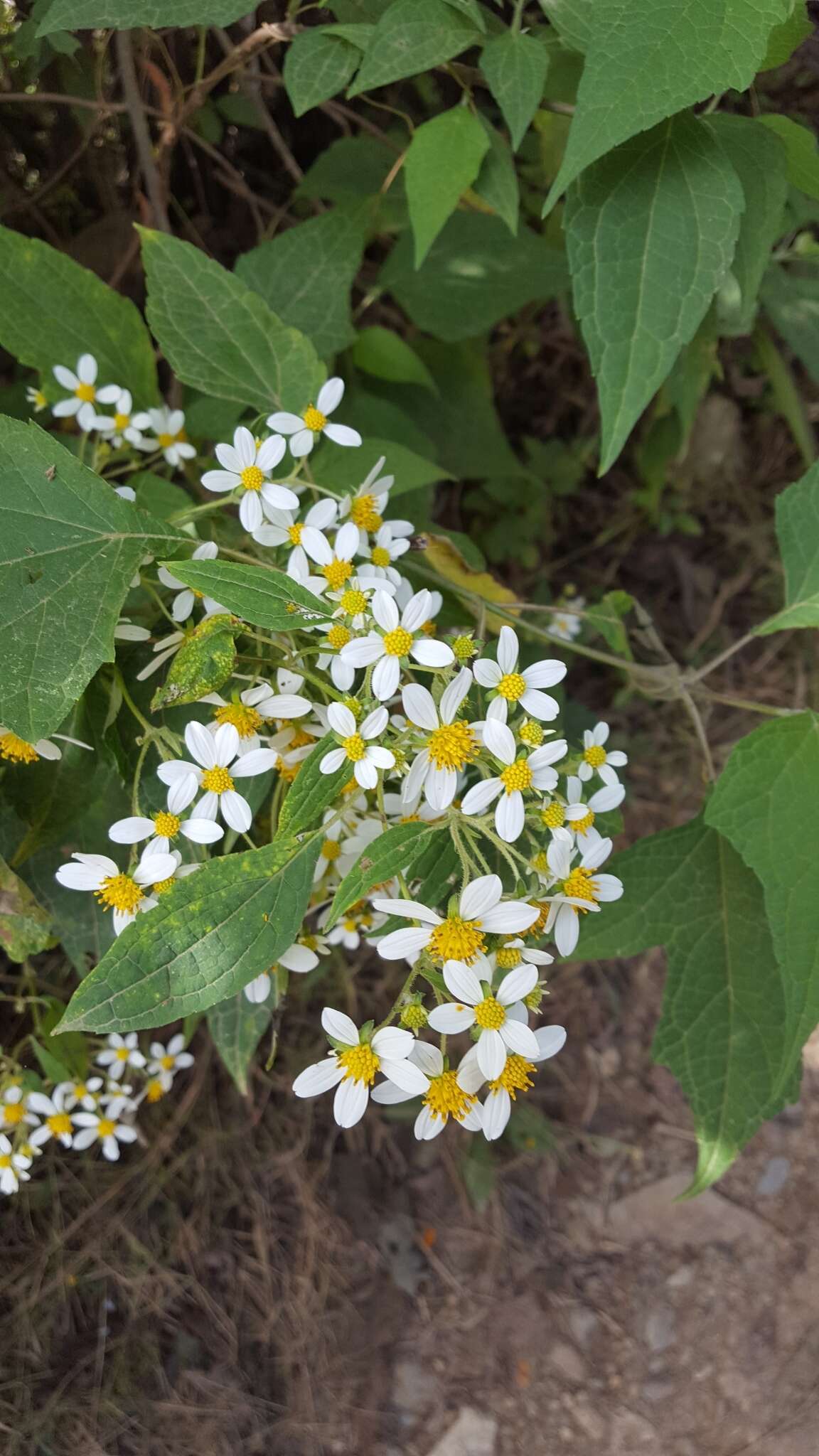 Image of Montanoa leucantha subsp. arborescens (A. P. DC.) V. A. Funk