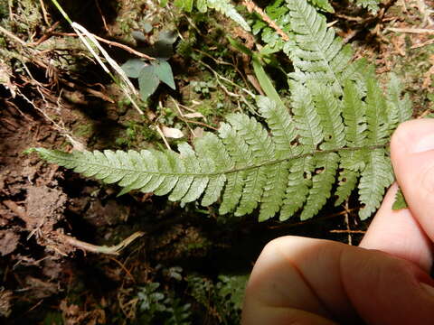 Image of Metathelypteris gracilescens (Bl.) Ching