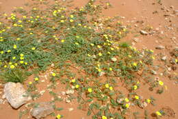 Image of Tribulus pentandrus var. pterophorus (Presl) P. Singh & V. Singh