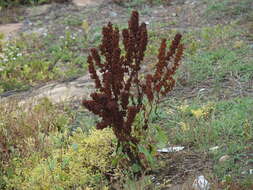 Imagem de Rumex japonicus Houtt.