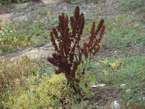 Imagem de Rumex japonicus Houtt.