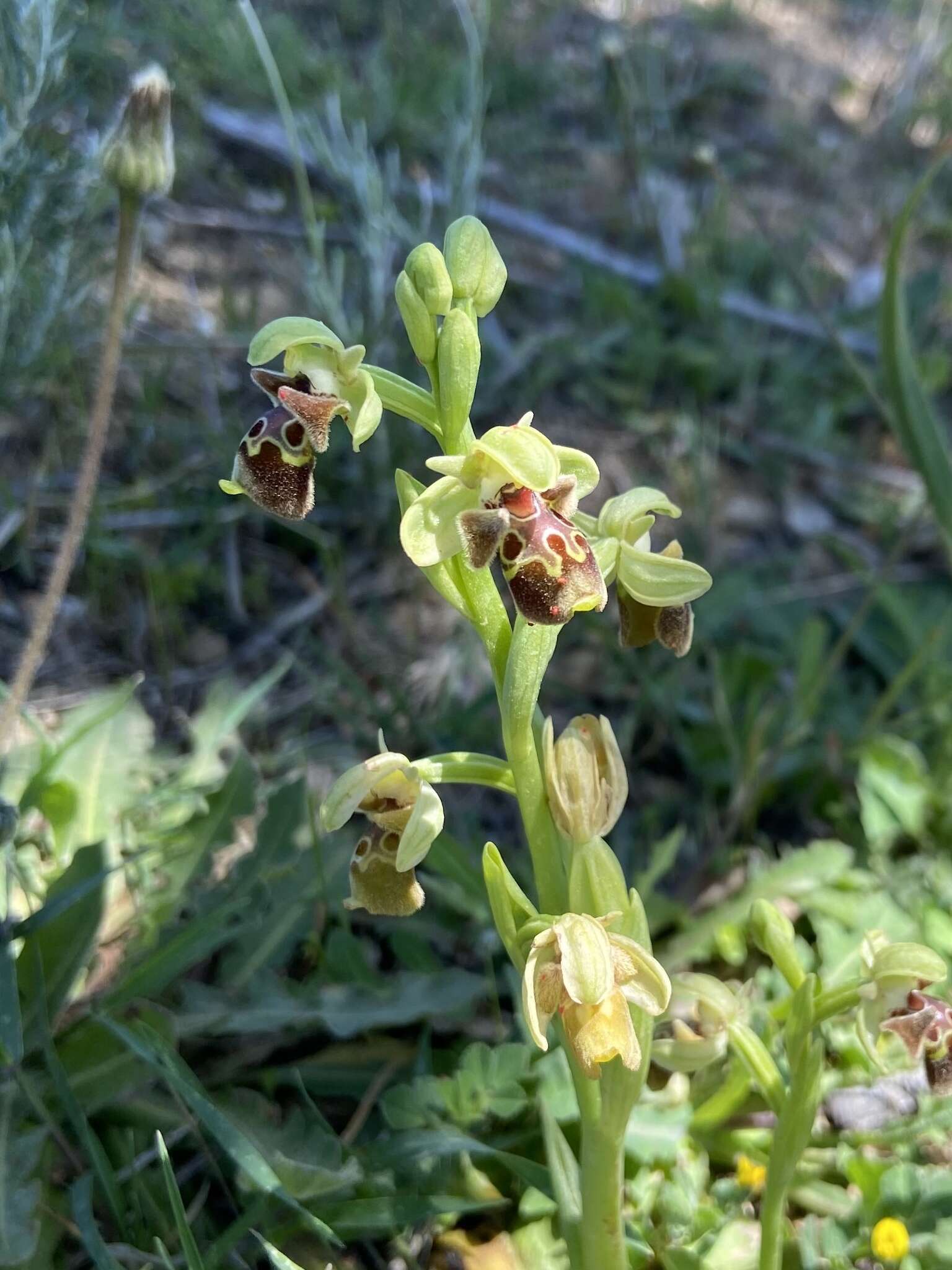 Image of Ophrys umbilicata Desf.