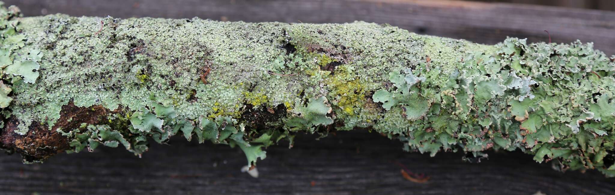 Image of dirinaria lichen