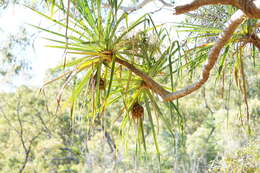 Image of Cook's pandan