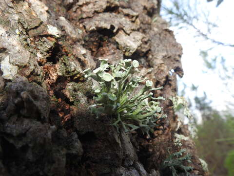 Image of Cartilage lichen