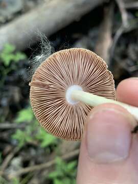 Image of Pluteus ephebeus (Fr.) Gillet 1876