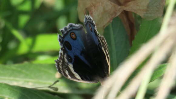 Image of Junonia orithya here Lang 1884