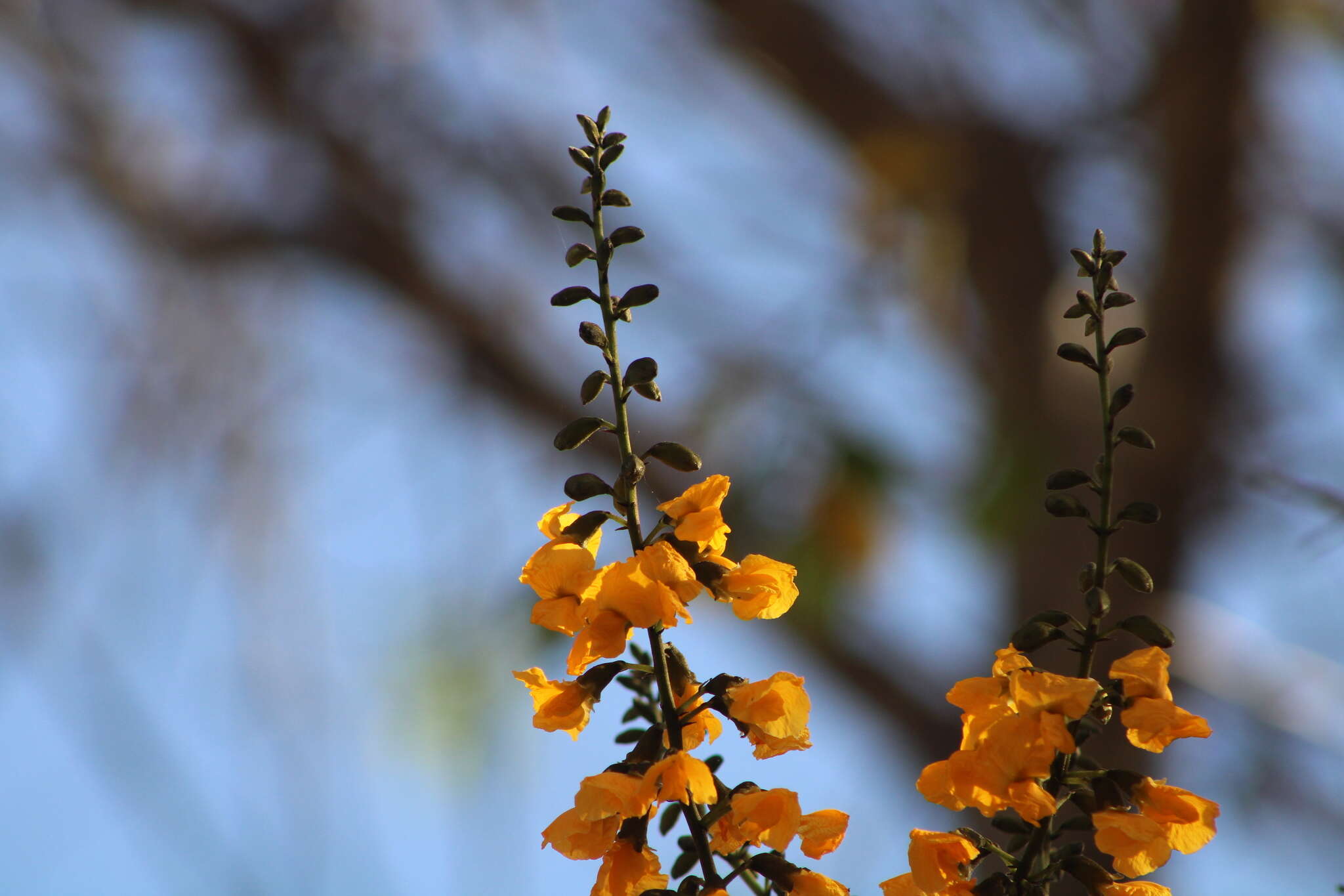 Image of Pterocarpus acapulcensis Rose