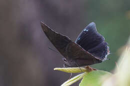 Imagem de Charaxes chintechi Minig 1976