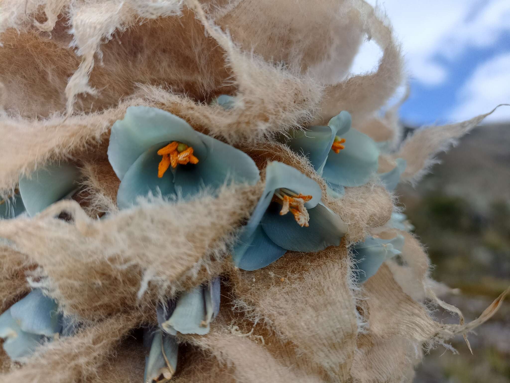 Image de Puya trianae Baker