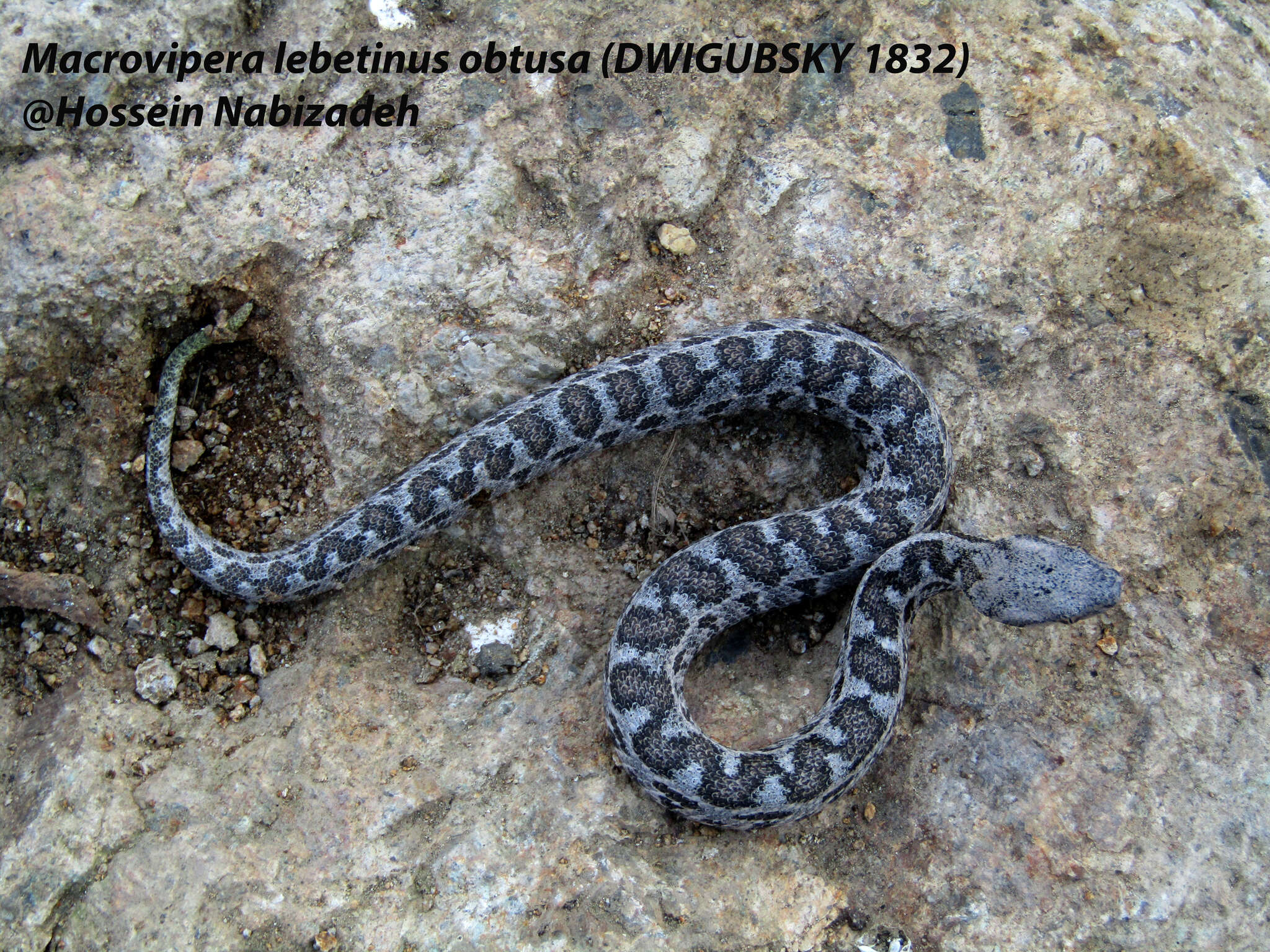 Sivun Macrovipera lebetinus obtusa (Dwigubsky 1832) kuva