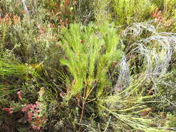 Image of Protea nana (Berg.) Thunb.