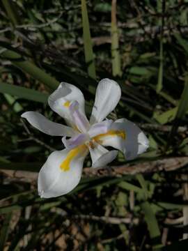 Image of Wild iris