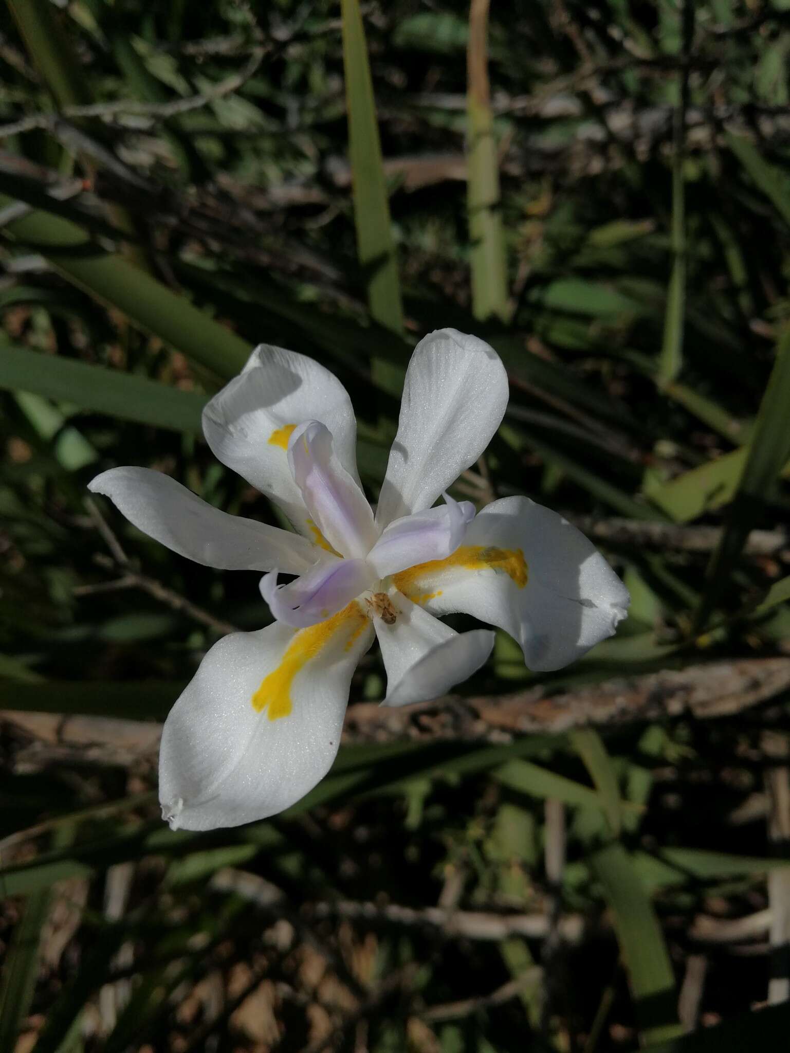 Image of Wild iris