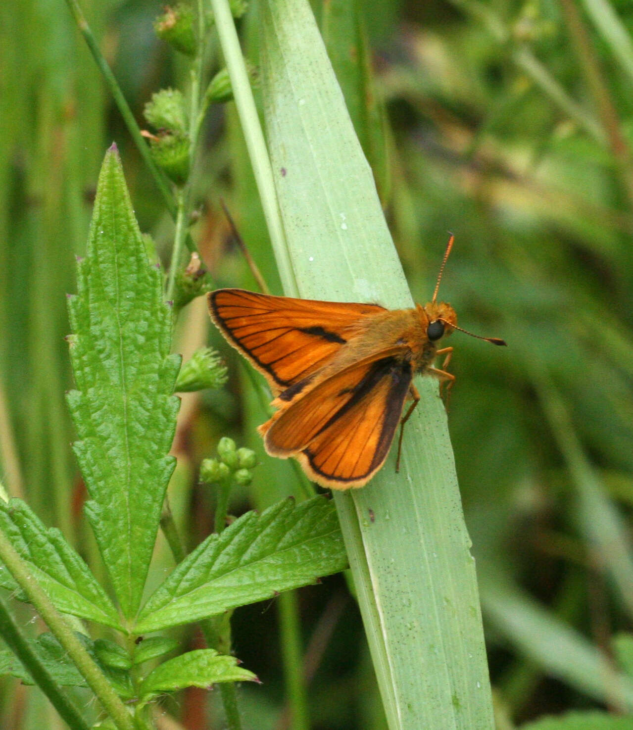 Ochlodes venata Bremer & Grey 1853 resmi