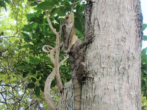 Chlamydosaurus resmi