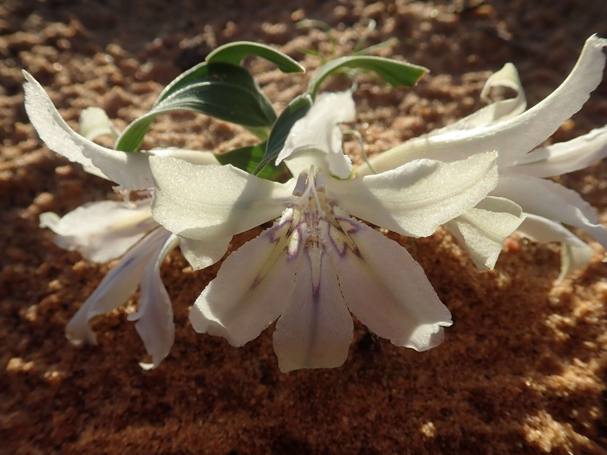 Image of Babiana confusa (G. J. Lewis) Goldblatt & J. C. Manning