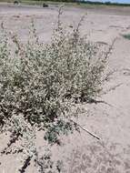 Image of wavy-leaved saltbush