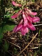 Image de <i>Trifolium brandegeei</i>