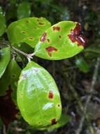 Rhodamnia sessiliflora Benth. resmi