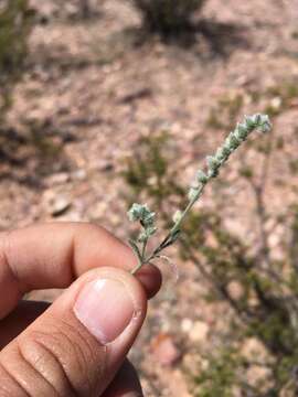 Image of low cryptantha