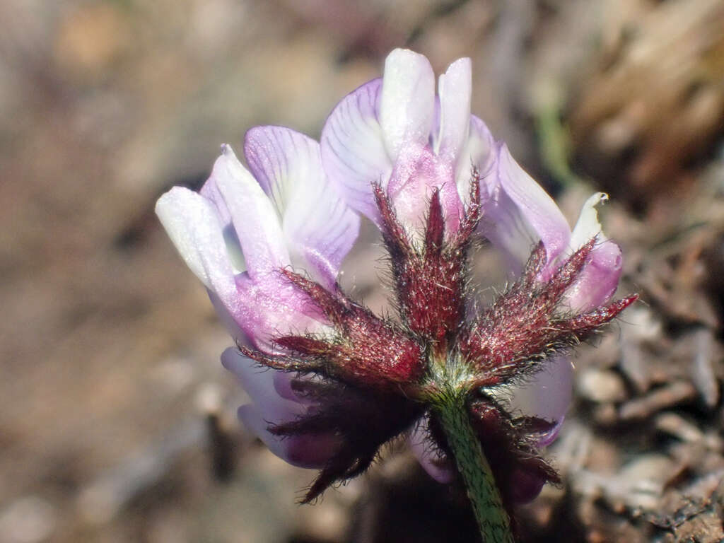 صورة Astragalus breweri A. Gray