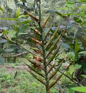 Image de Pseudalcantarea viridiflora (Beer) Pinzón & Barfuss