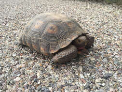 Image of Sonoran desert tortoise