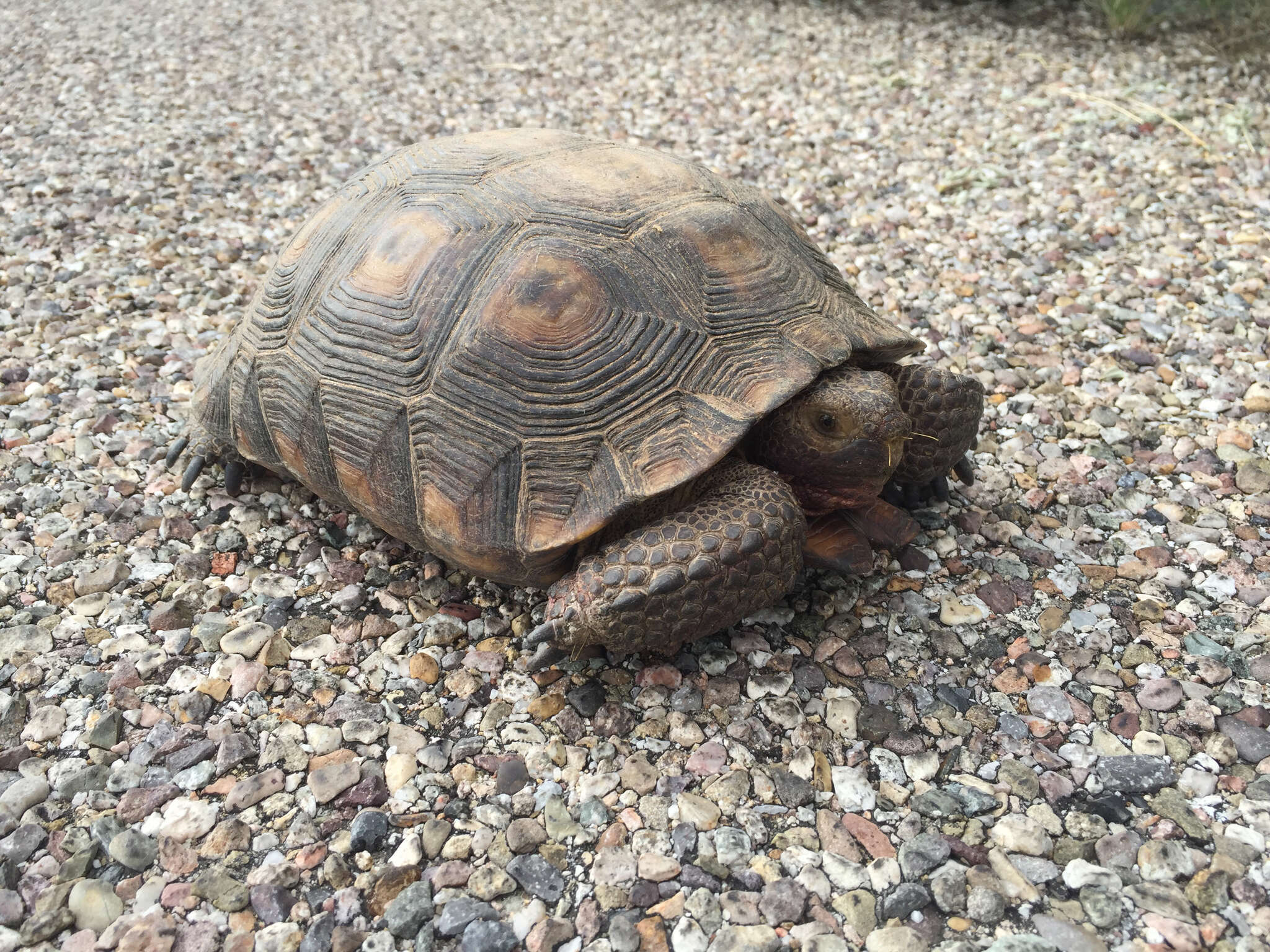 Image of Sonoran desert tortoise