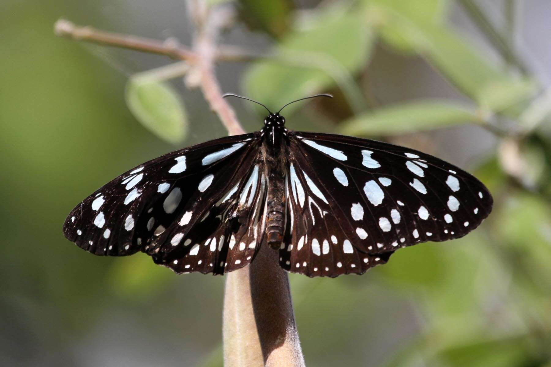 Image of <i>Tirumala petiverana</i>