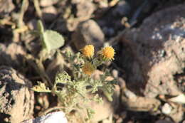 Image of Parry's rockdaisy