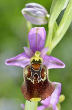 Image of Ophrys fuciflora subsp. apulica O. Danesch & E. Danesch