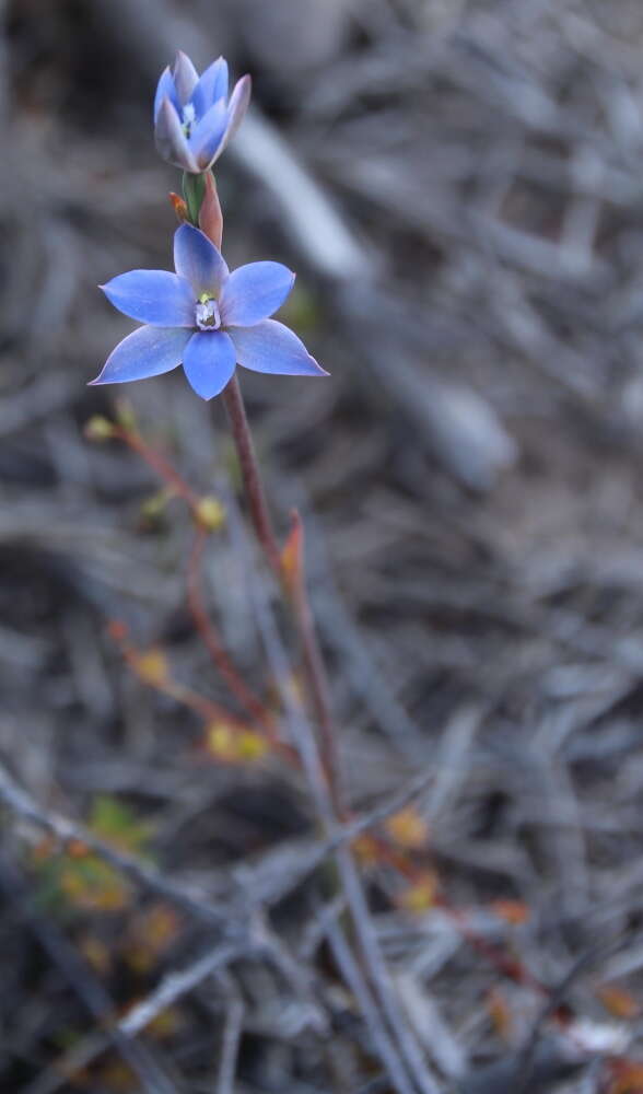 Image of Gumland sun orchid