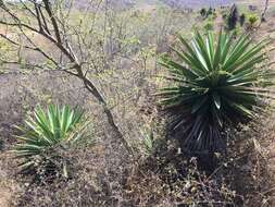 Image of Agave karwinskii Zucc.