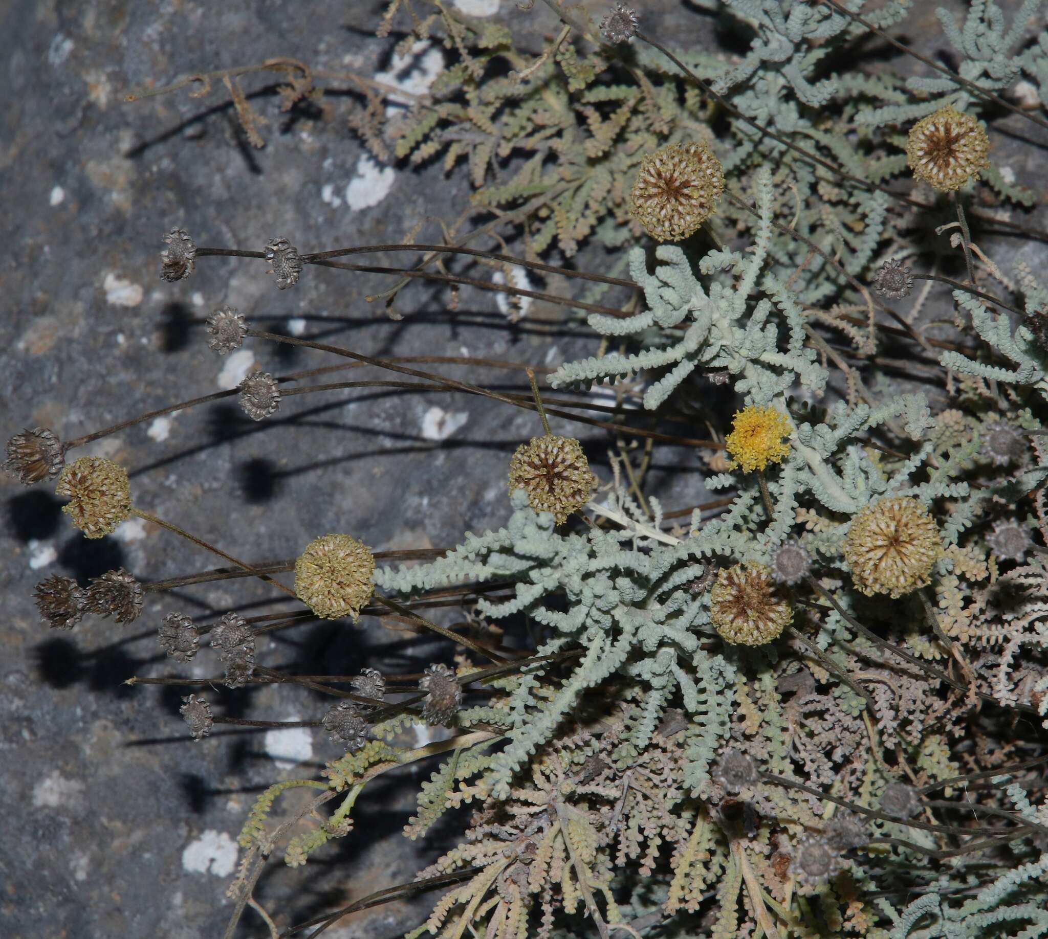 Sivun Santolina insularis (Gennari ex Fiori) P. V. Arrigoni kuva