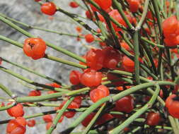 Image of Ephedra procera C. A. Mey.