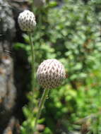 Image of Pacific anemone