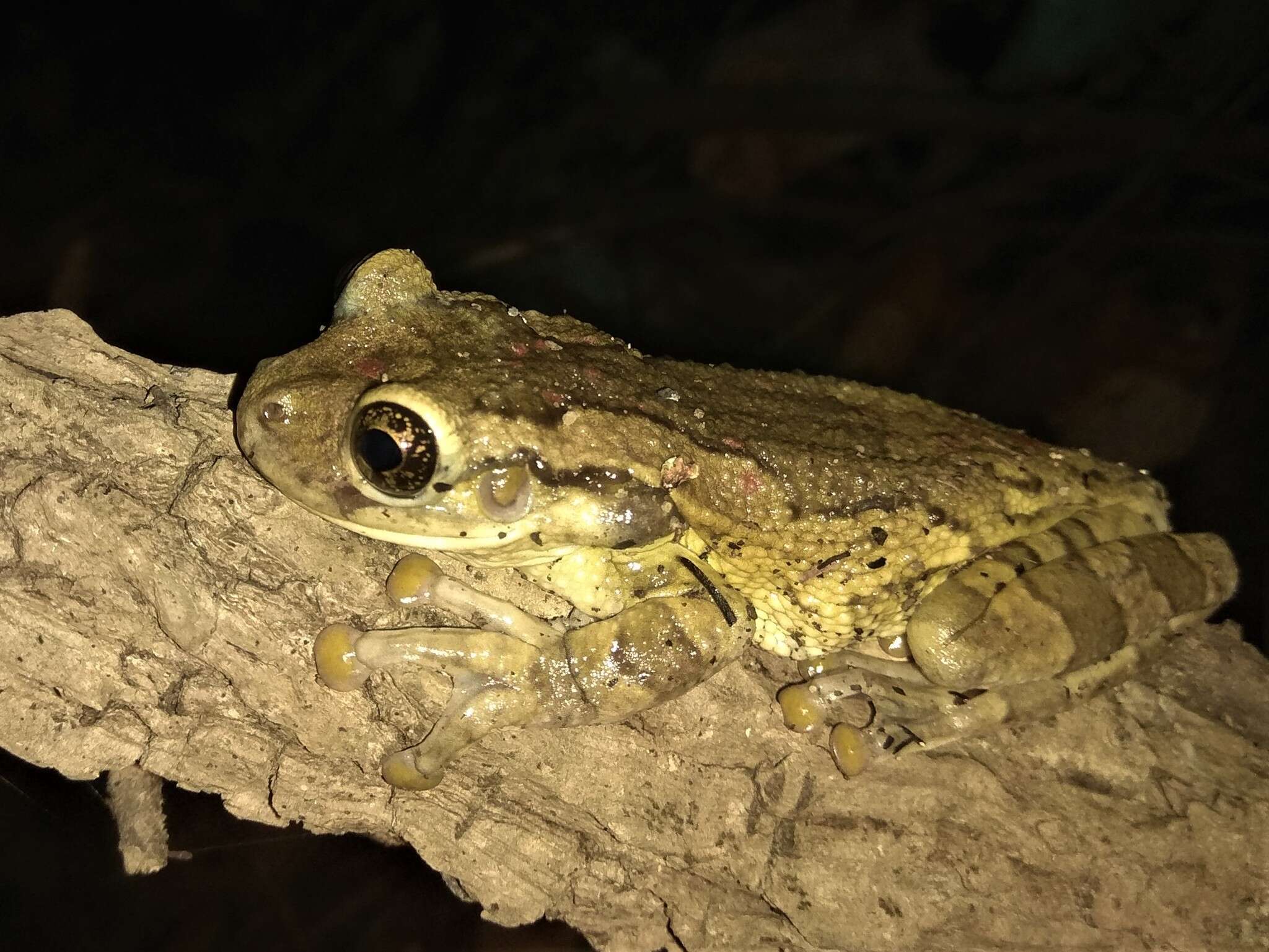 Image of Black-spotted Casque-headed Treefrog