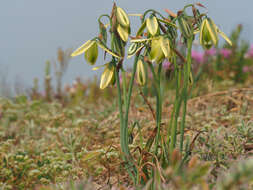 Image of Albuca juncifolia Baker