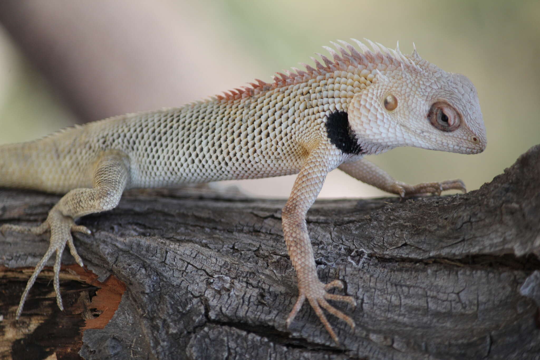 Image of Changeable lizard