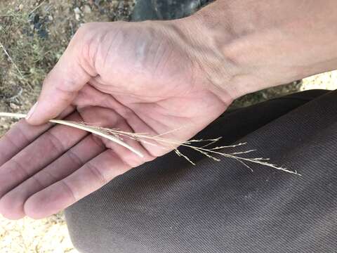 Image of sand dropseed