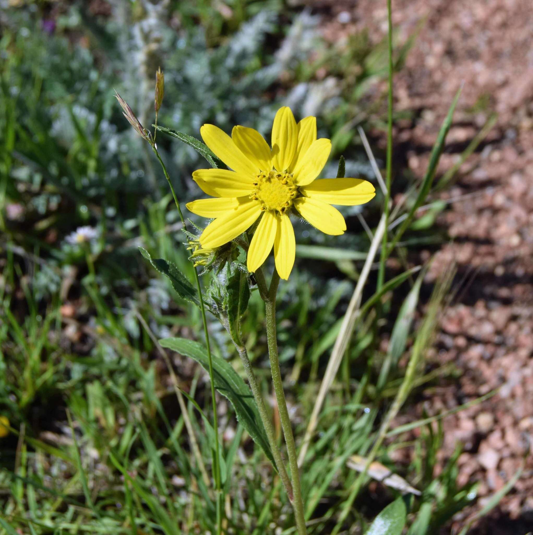 Image of Parry's dwarf-sunflower