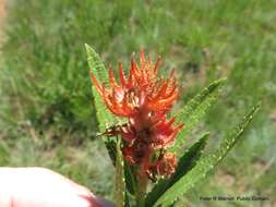 Слика од Acalypha punctata var. punctata